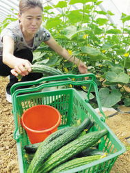 摘新鮮蔬菜享優惠菜價 田園生活的雙倍驚喜